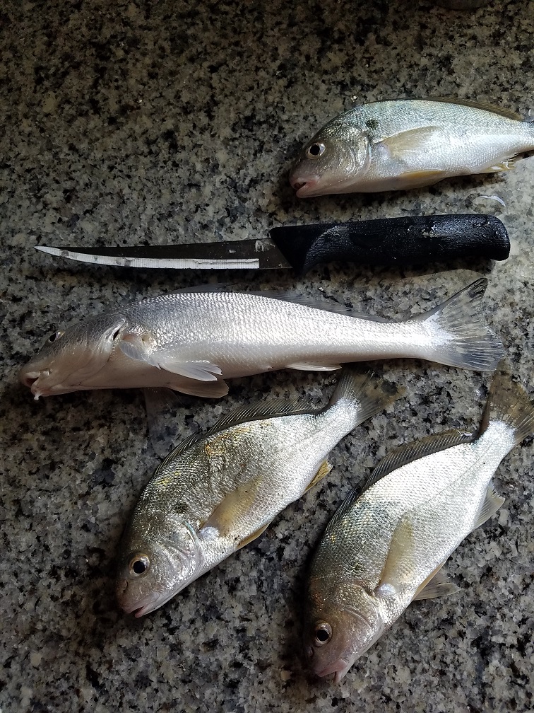 Yellowfin Croaker Fishing: Pier and Surf Fishing