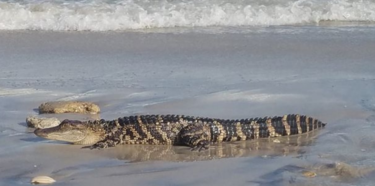 Alligators on Topsail Island?