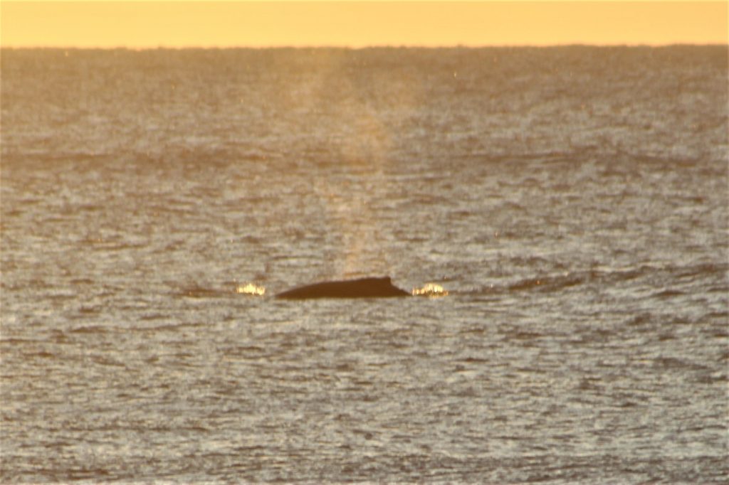 whales off of topsail island
