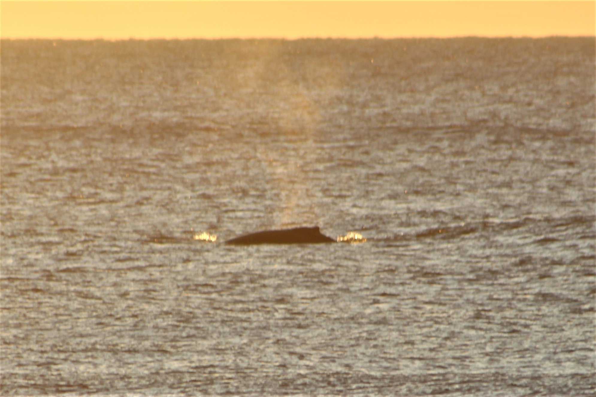 Whales Spotted at Topsail Island NC – December 2019