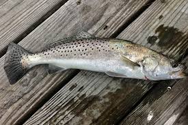 speckled trout